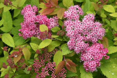 Gehölze: Spiraea DOUBLE PLAY Big Bang Gehölze: Spiraea DOUBLE PLAY Big Bang