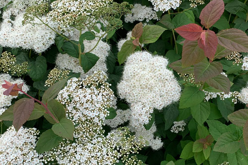 Gehölze: Spiraea DOUBLE PLAY Blue Kazoo