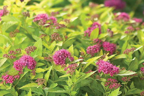 Gehölze: Spiraea DOUBLE PLAY Gold Gehölze: Spiraea DOUBLE PLAY Gold