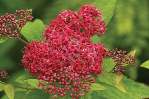 Gehölze: Spiraea DOUBLE PLAY Red