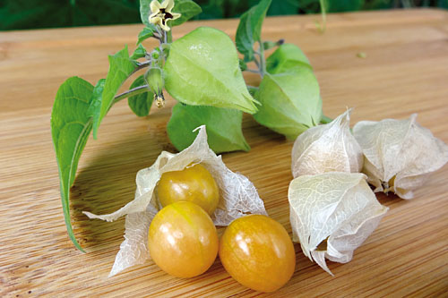 Vegetable Plants: Physalis  Preciosa