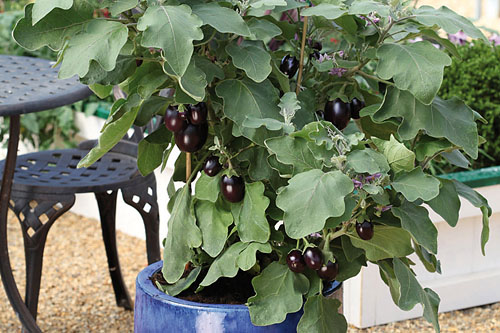 Solanum melongena  Jackpot