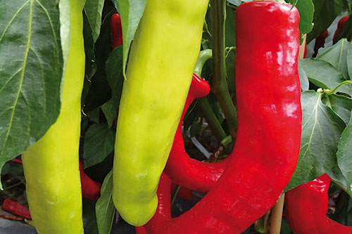 Vegetable Plants: Capsicum  Panama