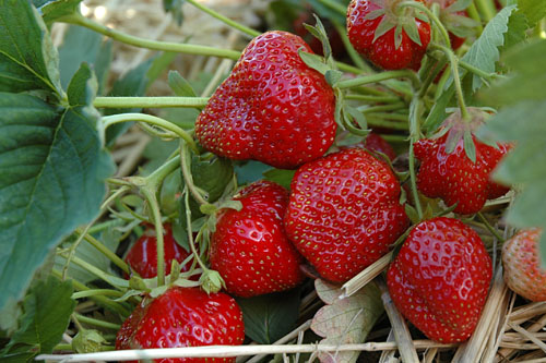 Fragaria x ananassa HUMMI Rimona