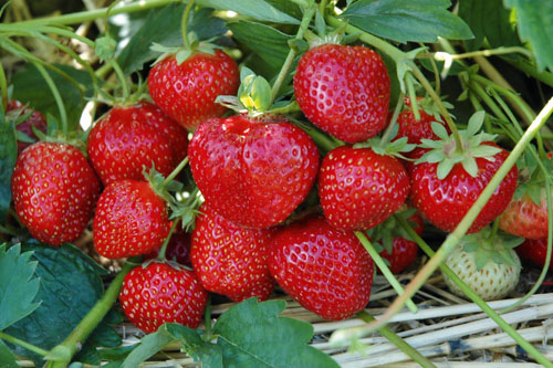 Fragaria x ananassa HUMMI Sengana Selektion