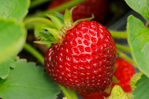 Fragaria x ananassa HUMMI Süße Brumme