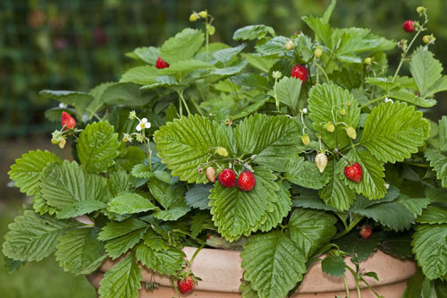 Fragaria x vesca HUMMI Waldfee