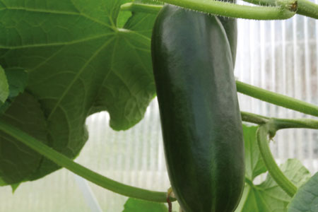 Cucumis sativus  Rocky