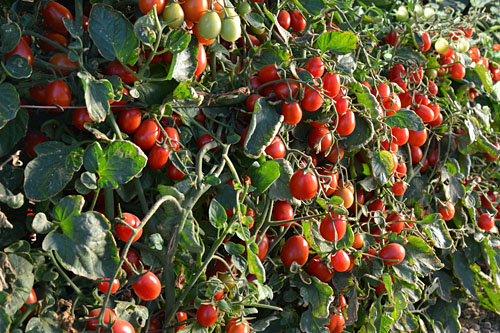 Solanum lycopersicum  Crazy Cherry