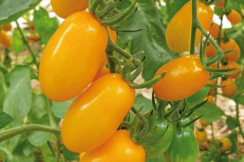 Solanum lycopersicum  Dolly