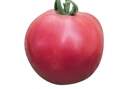 Solanum lycopersicum  Fuji Pink