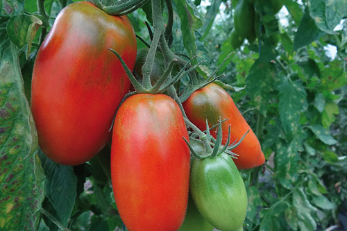 Solanum lycopersicum  Gagliardo