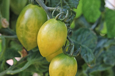 Solanum lycopersicum  Green Envy