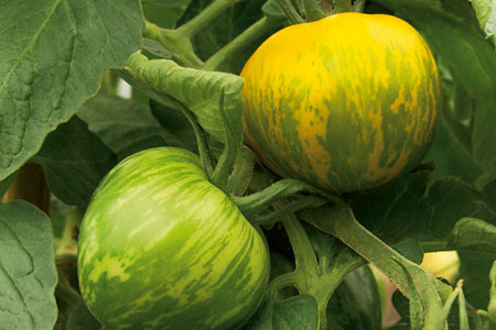 Solanum lycopersicum  Grünes Zebra