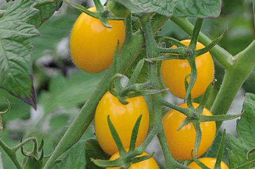Vegetable Plants: Solanum lycopersicum  Kiss Me