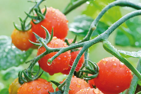Solanum lycopersicum  Lizzano