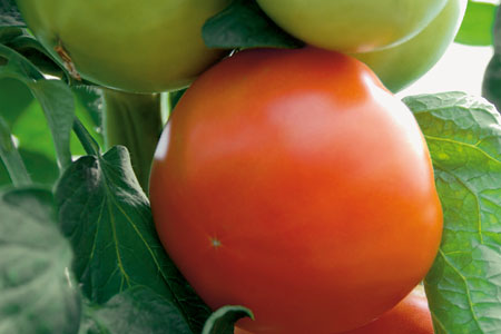 Solanum lycopersicum  Maestria