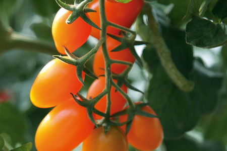 Solanum lycopersicum  Orange Fizz
