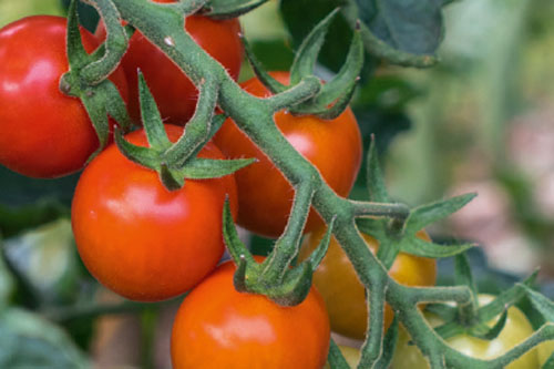 Solanum lycopersicum  Primabella