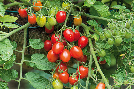 Solanum lycopersicum  Romello