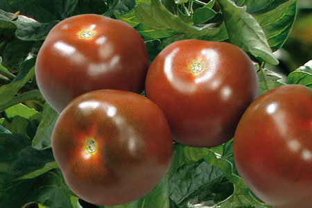 Solanum lycopersicum  Schwarze Krim