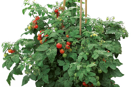 Solanum lycopersicum  Siderno