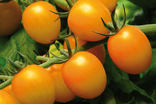 Vegetable Plants: Solanum lycopersicum  Stargold