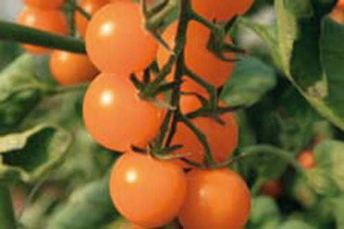 Vegetable Plants: Solanum lycopersicum  Sungold