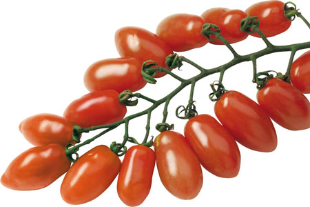 Solanum lycopersicum  Trilly