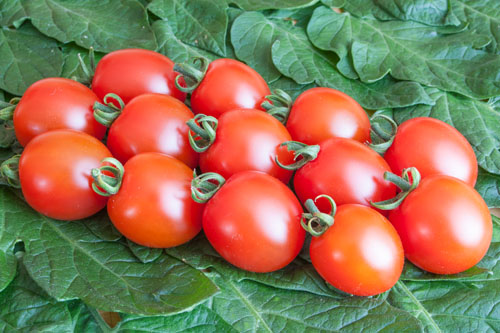 Solanum lycopersicum  Trixie