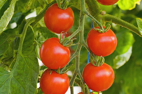 Solanum lycopersicum  Zuckertraube