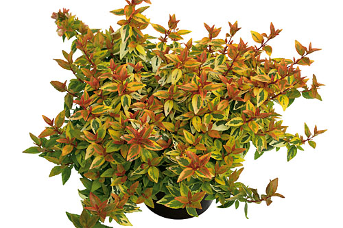 Abelia  Kaleidoscope