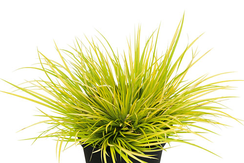 Herbstzauber: Acorus Hakuro Nishiki Herbstzauber: Acorus Hakuro Nishiki