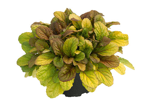 Ajuga BEST BUDDIES Caramel