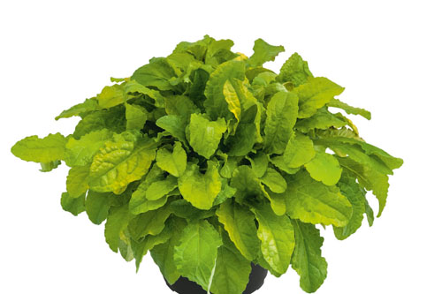 Herbstzauber: Ajuga BEST BUDDIES Lime