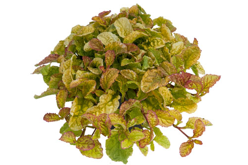 Ajuga BEST BUDDIES Vanilla Glow