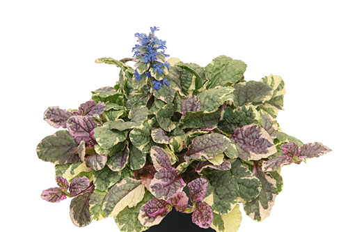 Ajuga  Burgundy Glow