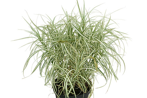 Herbstzauber: Carex Bicolor Herbstzauber: Carex Bicolor