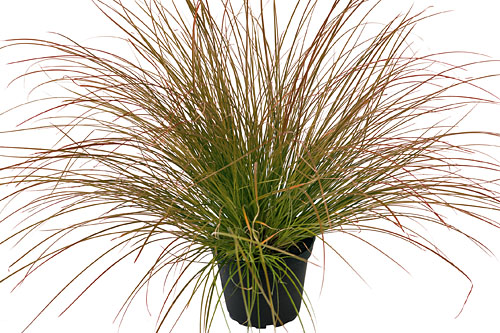 Herbstzauber: Carex Prairie Fire Herbstzauber: Carex Prairie Fire