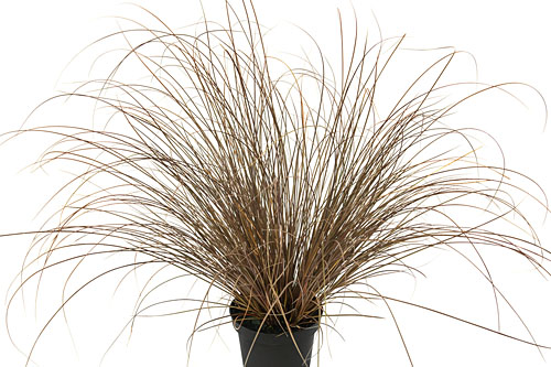 Carex Bronce Form Carex Bronce Form