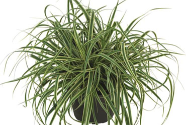 Carex Evercream Carex Evercream