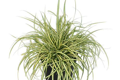 Carex Evergold Carex Evergold