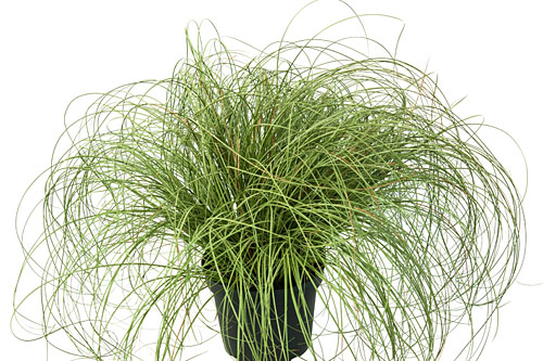 Carex Frosted Curls Carex Frosted Curls