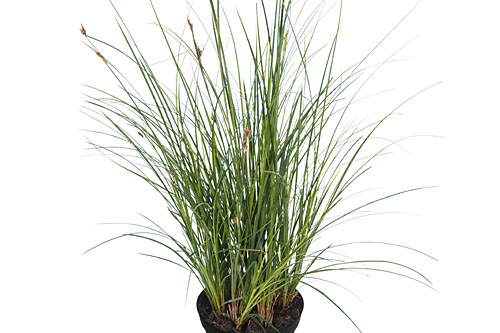 Carex Green Carex Green
