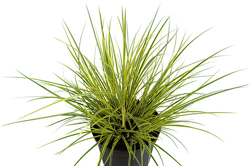 Carex Honeymoon Carex Honeymoon
