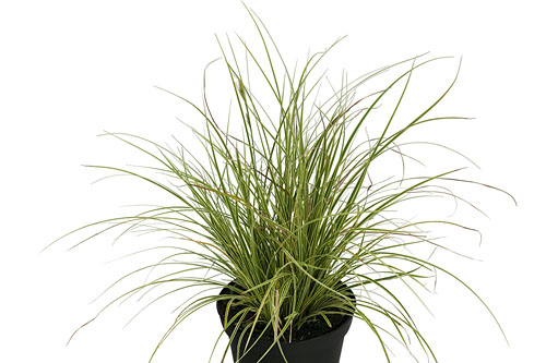Herbstzauber: Carex Jubilo Herbstzauber: Carex Jubilo