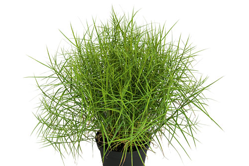 Herbstzauber: Carex Little Midge Herbstzauber: Carex Little Midge