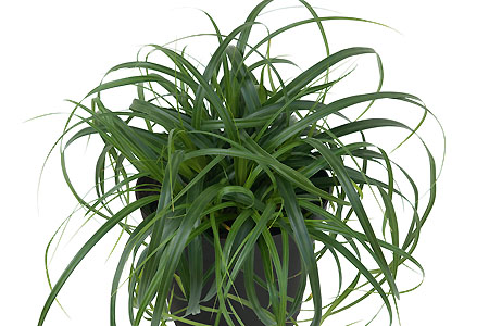 Carex Ribbon Falls Carex Ribbon Falls