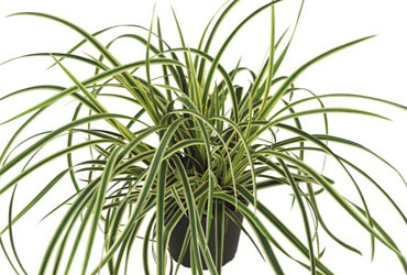 Carex Vanilla Ice Carex Vanilla Ice