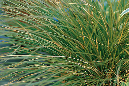 Carex calotides Carex calotides